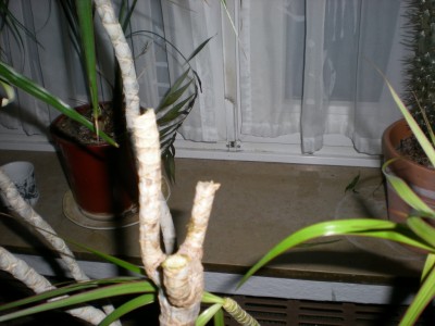 DSCN3902.jpg