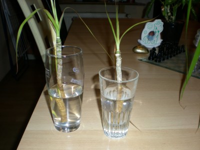 DSCN3899.jpg