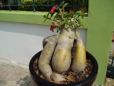 Adenium1 002.JPG