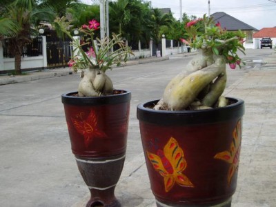 Adenium1 005.JPG