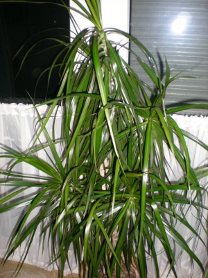 DSCN3905.jpg