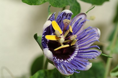 DSCF5420g.jpg