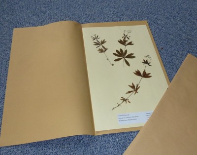 Das perfekte Herbarium - Anleitung zur Herstellung · Tipps & Tricks ·  GREEN24 Pflanzen & Garten Forum