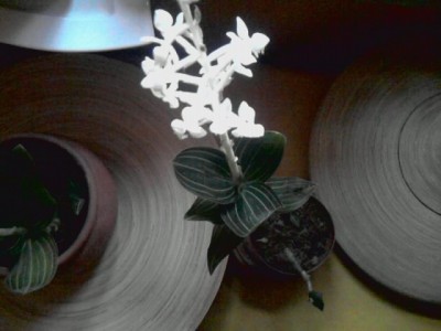 Ludisia'discolor alba...JPG