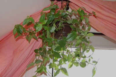 DSC_8218.jpg