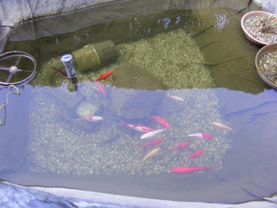 2Teichumbau2 April 04.JPG