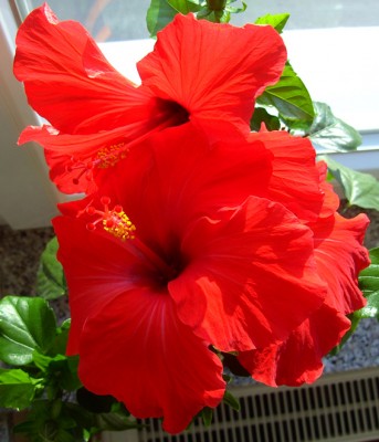RoterHIBI9584.jpg