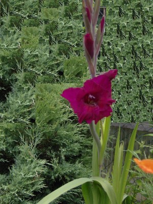 Gladiole bordoux.jpg