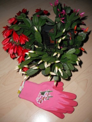 Osterkaktis 11.03.11.jpg