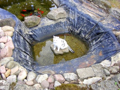 1Teichbau April 04.JPG