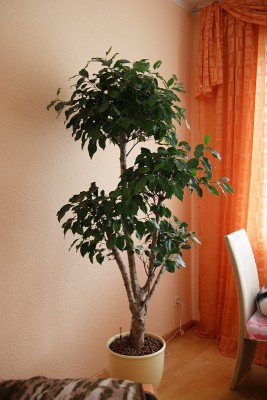 ficus.jpg