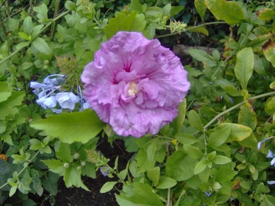 Blüte nass Hibis rosa.jpg