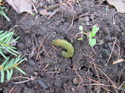 Raupe im Beet.JPG