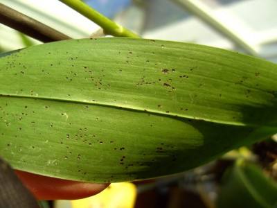 FleckenaufBrassidium9613.jpg