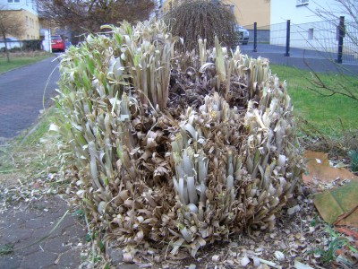 PICT0331.JPG