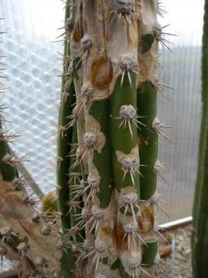 P1020705 - Kopie.JPG