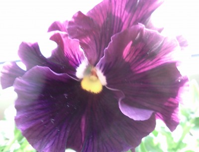 Blüte Stiefmütterchen.jpg