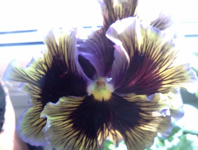 Blüte Stiefmütterchen 2.jpg