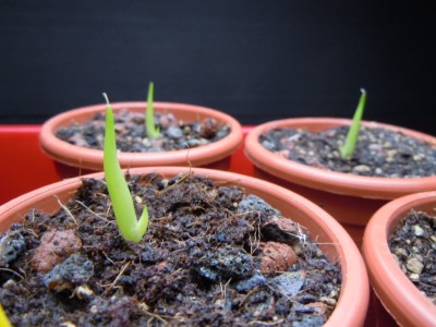 agave5.JPG