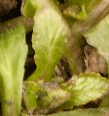 P1000332 - Kopie.JPG