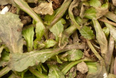 Ajuga reptans.JPG