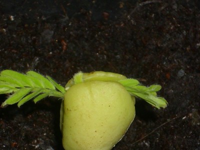 DSCI0444.JPG