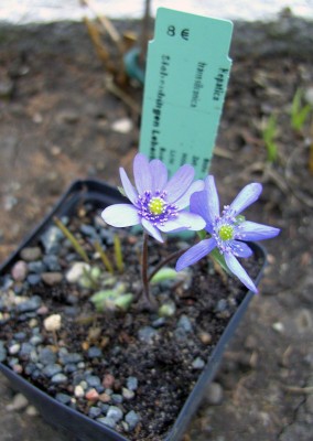 HepaticaTranssilvanica9689.jpg