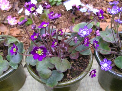 OmurasakiTiefViolett9668.jpg