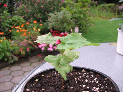 IMG_1507.JPG