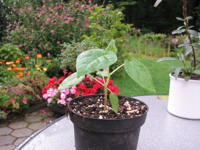 Tomatenbaum-Tamarille.JPG
