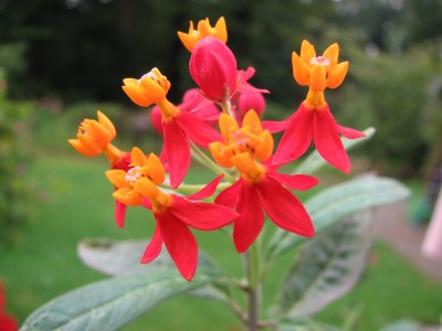 Seidenblume.JPG