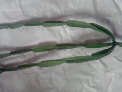 Rhipsalis.JPG