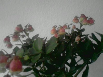 Kalanchoe....JPG
