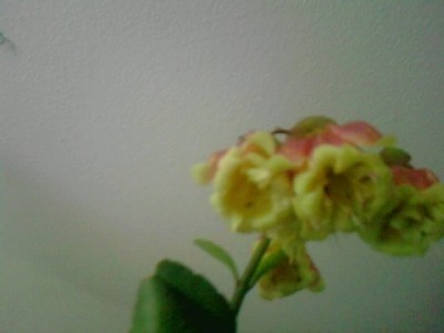 Kalanchoe...JPG