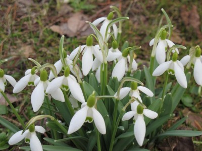 Schneeglöckchen.JPG