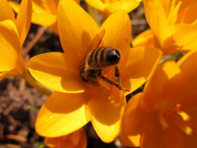 gelber Krokus.JPG