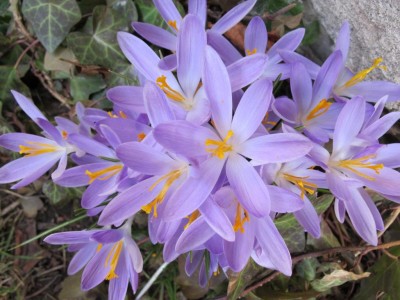 Krokus.JPG