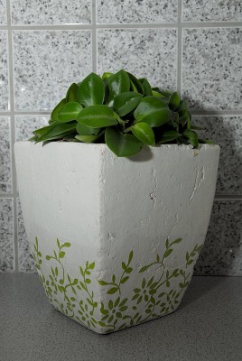 dsc_6583_Gruenpflanzen-Mix.jpg