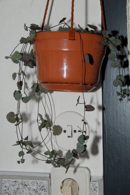 dsc_6581_Ceropegia_woodii.jpg