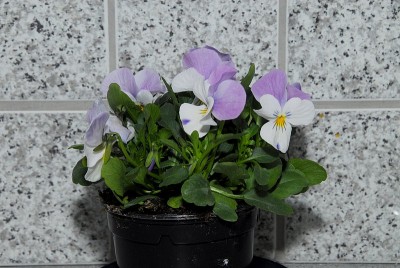 dsc_6580_Hornveilchen.jpg