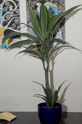 dsc_6585_Dracaena.jpg