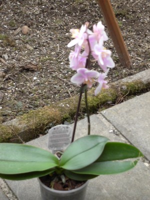 Phalaenopsis hellrosa März 2011_1.JPG