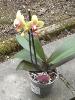 Phalaenopsis gelb (lila gesprenkelt) März 2011.JPG