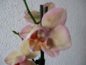 Phalenopsis gemusterte Blüten 001-1.jpg