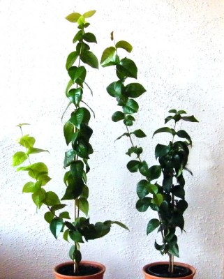 eugenia_uniflora.jpg
