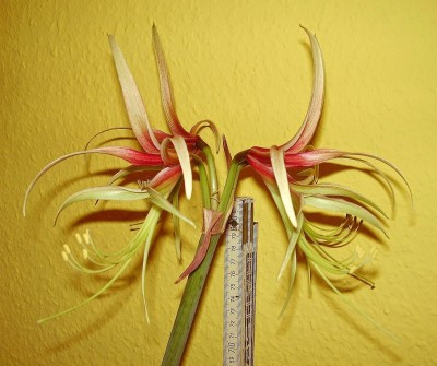 Hippeastrum cybister ´Chico´ (2).jpg