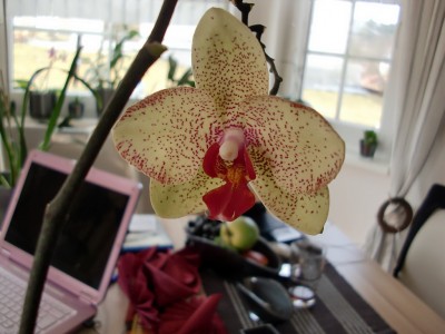 Phalaenopsis #1-13.jpg