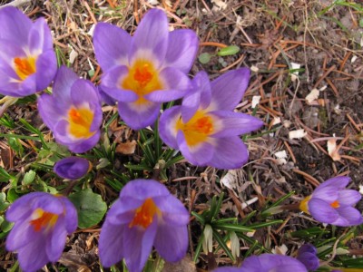 Krokus.JPG