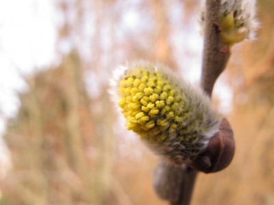 Weidenkätzchen.JPG