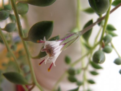 die erste Blüte.JPG
